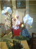 više orhidea